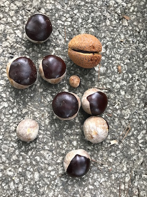 トチの実。トチノミ。黒い。白い。: every green